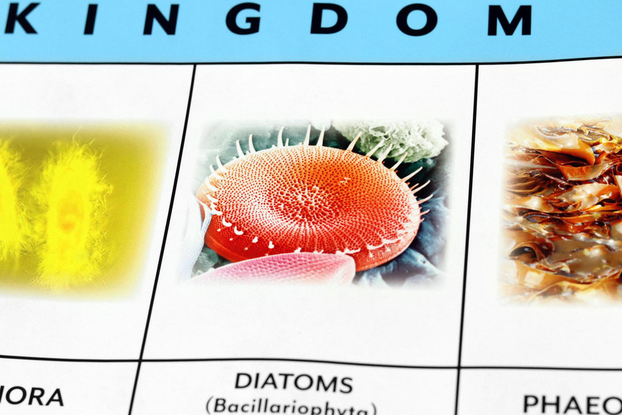 Protoctista Kingdom Chart - Digital Printable