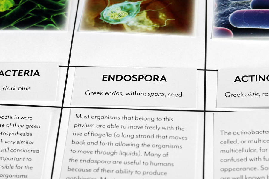 Prokaryota Kingdom Chart - Digital Printable