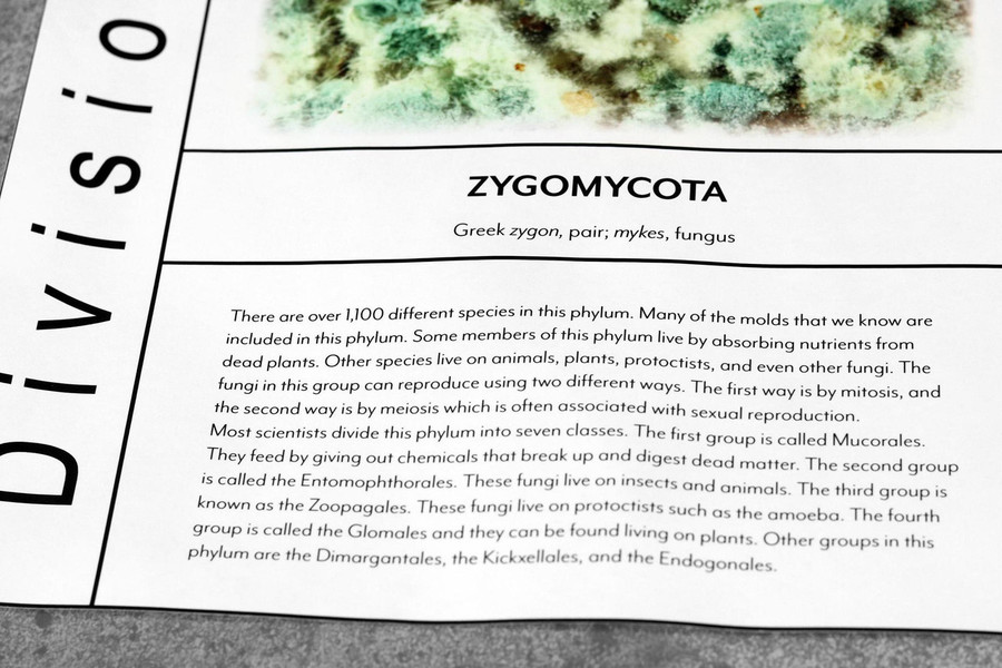 Fungi Kingdom Chart - Digital Printable