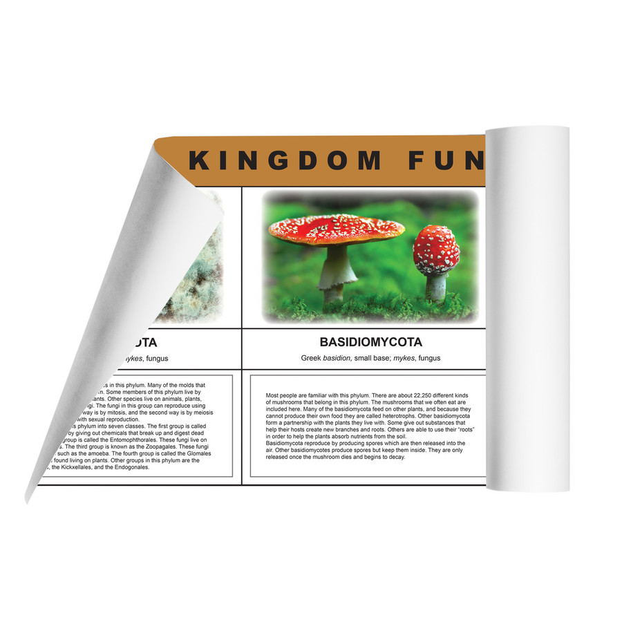 Fungi Kingdom Chart (ELC-4057)