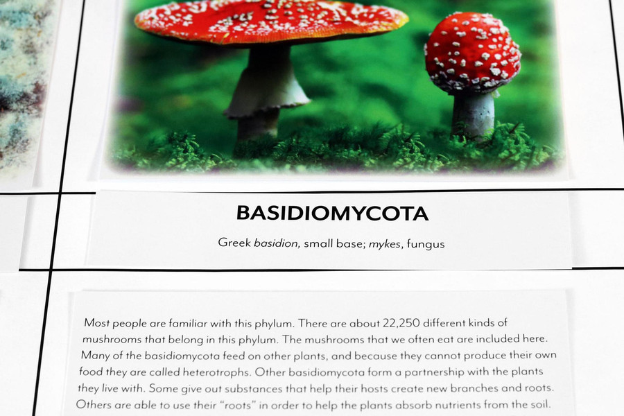 Fungi Kingdom Chart - Digital Printable