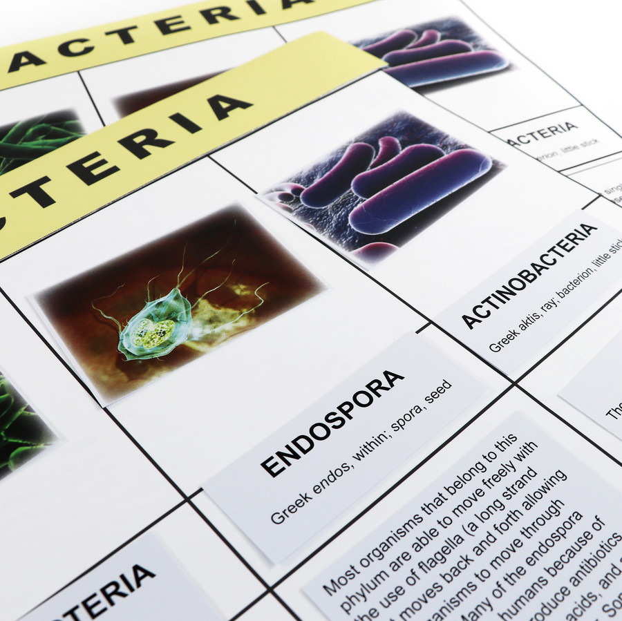 Eubacteria Kingdom Chart (ELC-4071)