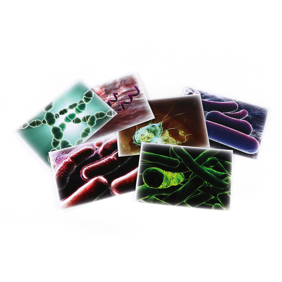 Eubacteria Kingdom Chart (ELC-4071)