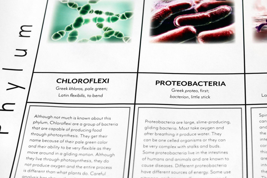 Eubacteria Kingdom Chart - Digital Printable