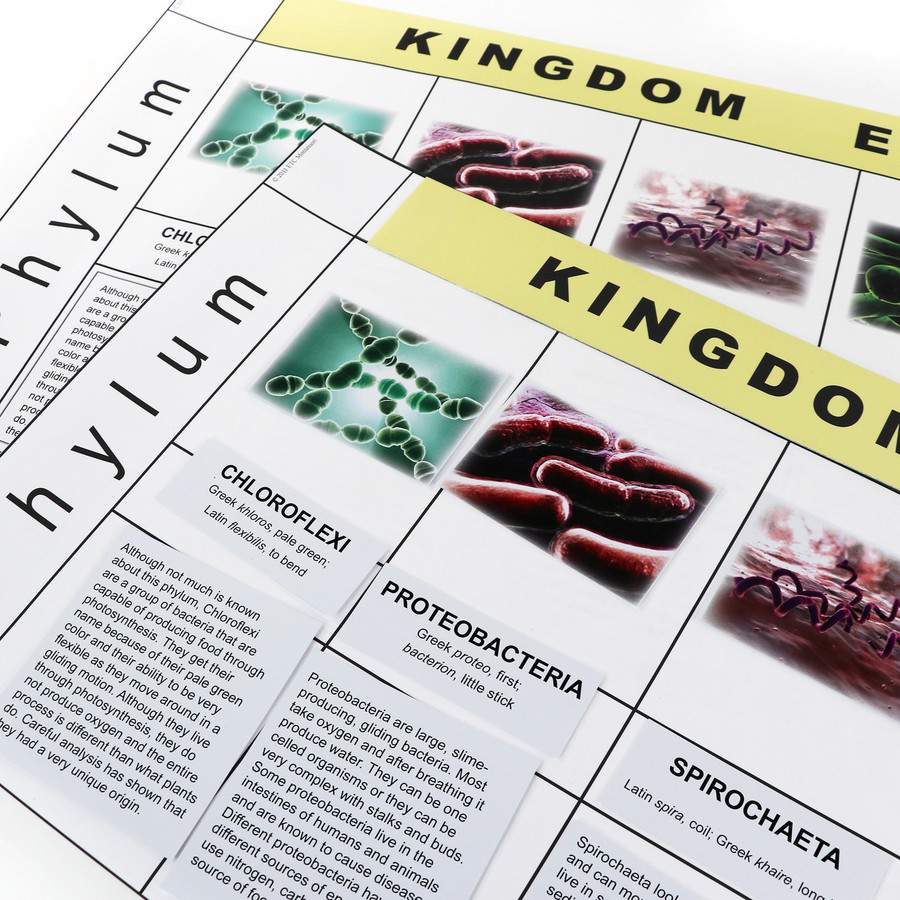 Eubacteria Kingdom Chart (ELC-4071)