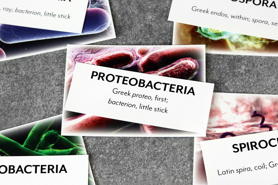 Eubacteria Kingdom Chart - Digital Printable