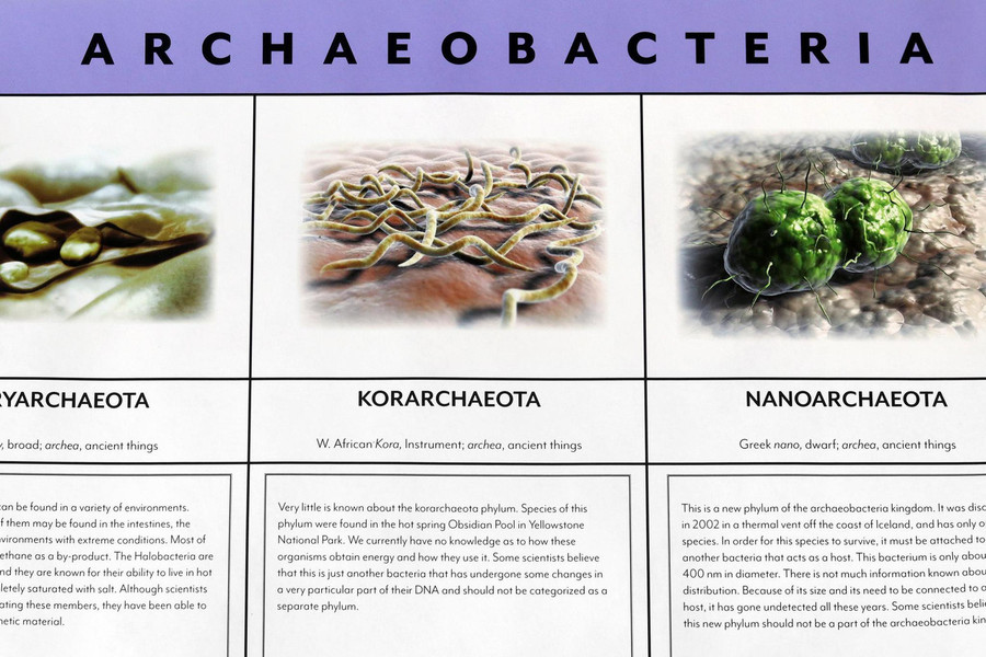 Archaeobacteria Kingdom Chart - Digital Printable