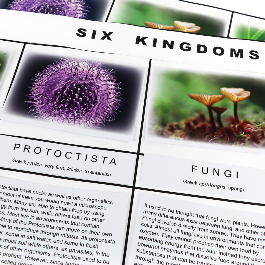 The Six Kingdom Chart - Digital Printable