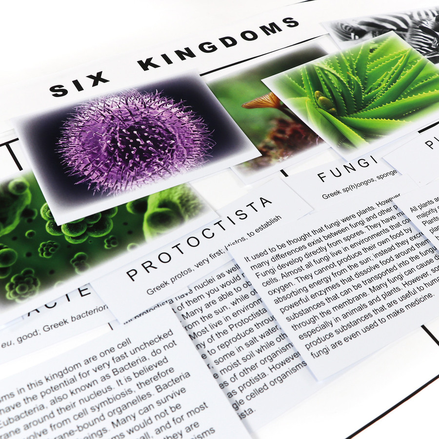 The Six Kingdom Chart - Digital Printable
