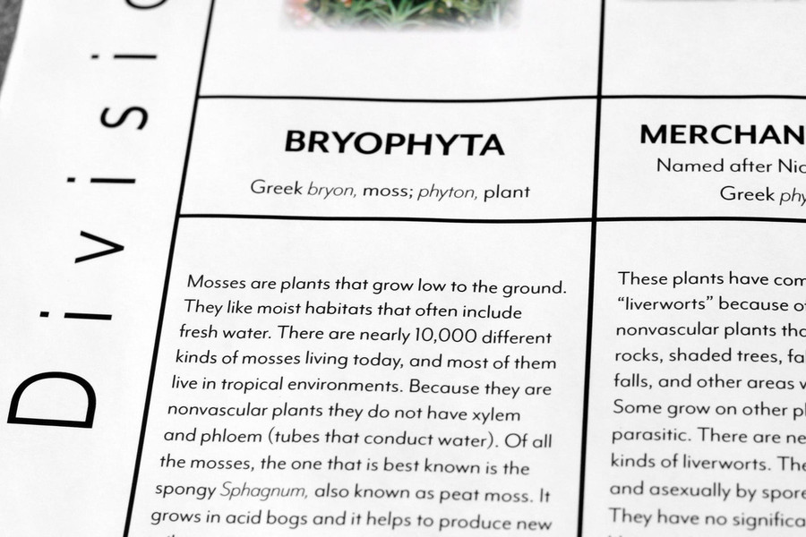 Plant Kingdom Chart - Digital Printable