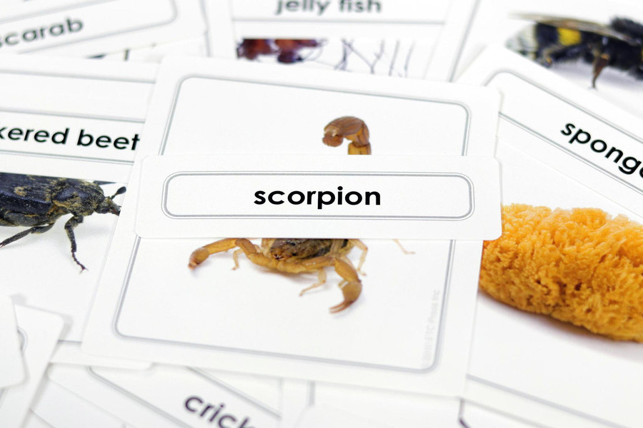 Invertebrates 3 Part Cards - Digital Printable