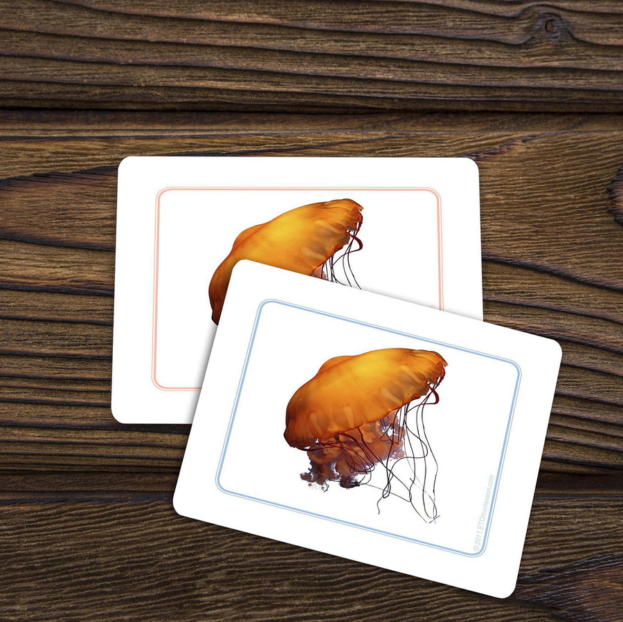 Invertebrates - Matching Cards