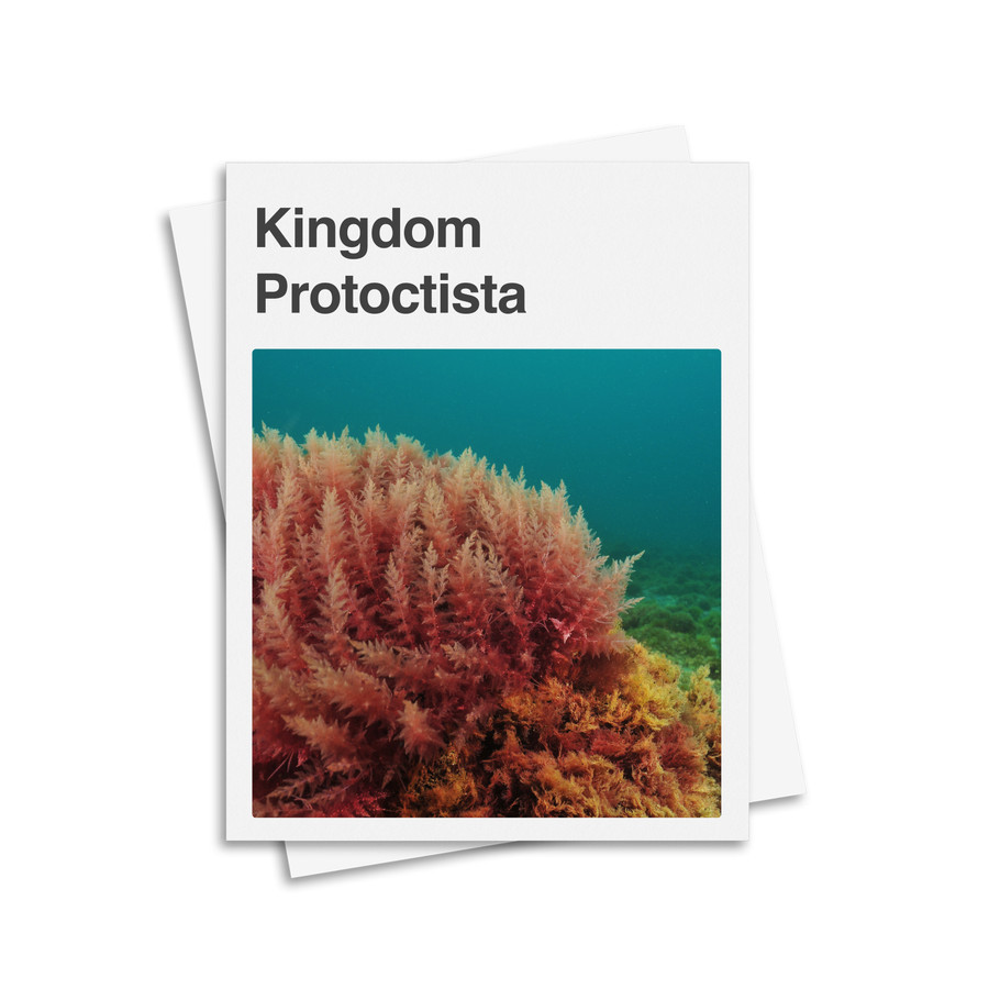Protoctista Kingdom Classification System - Digital Printable