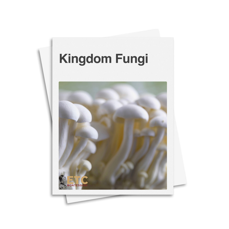 Fungi Kingdom Classification System - Digital Printable