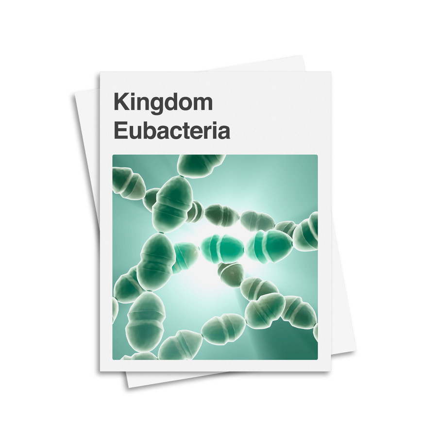 Eubacteria Kingdom Classification System - Digital Printable