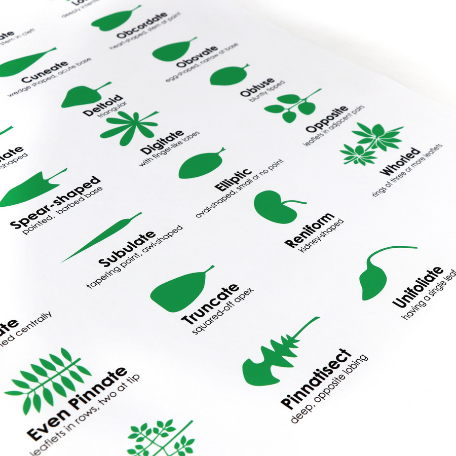 Leaf Morphology Chart