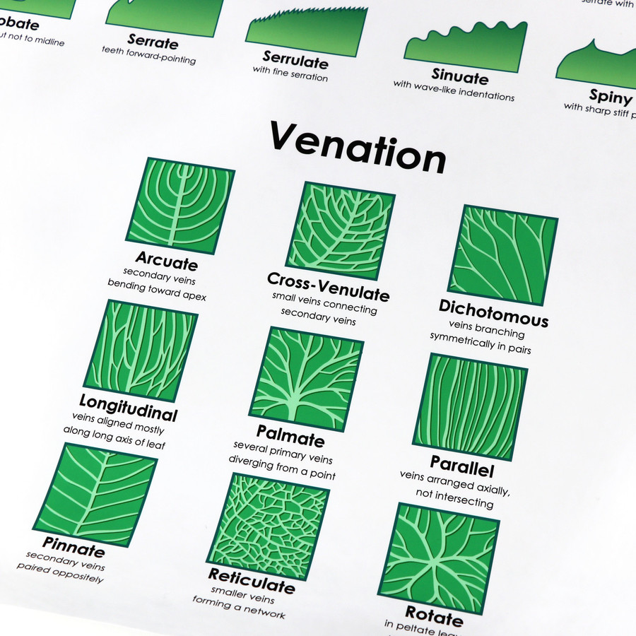 Leaf Morphology Chart