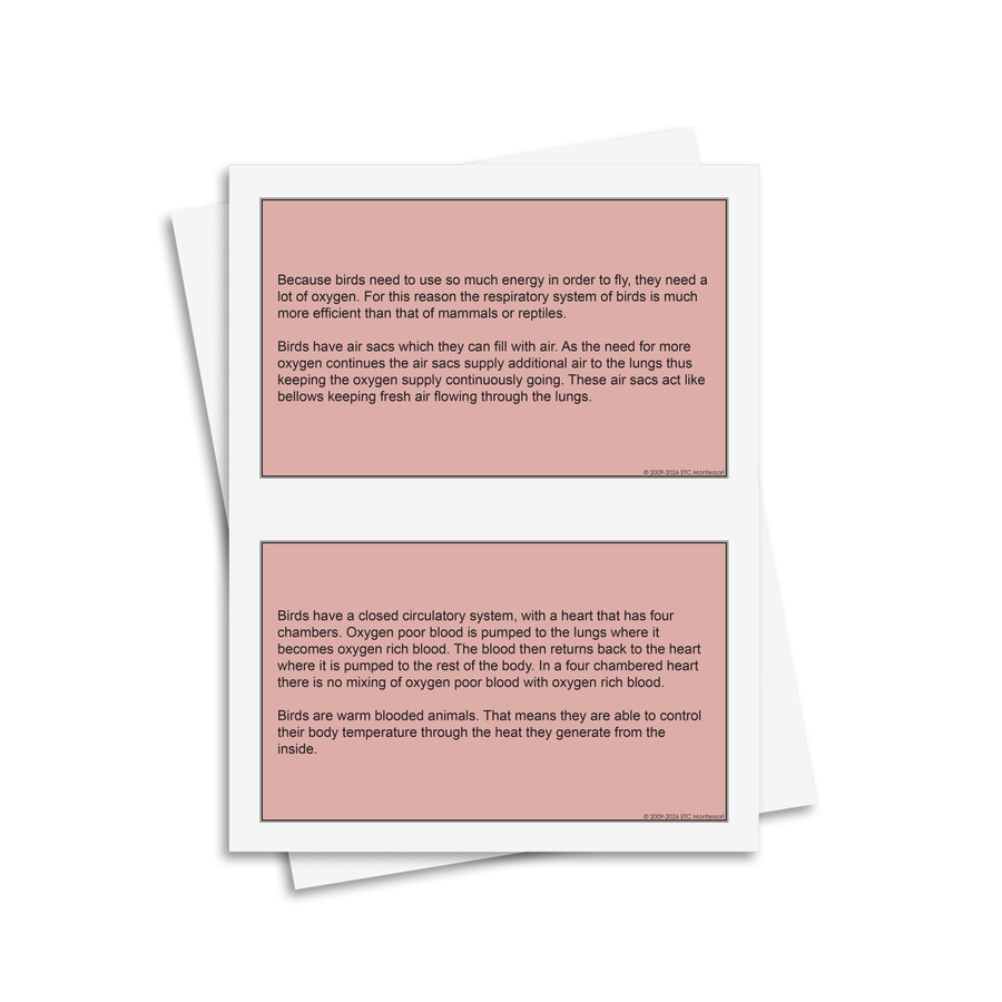 Main Characteristics of Vertebrates - Digital Printable