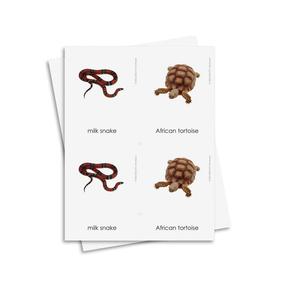 Reptiles 3 Part Cards - Digital Printable