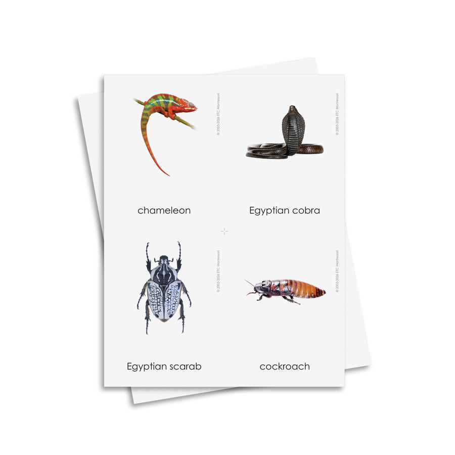Animals of the Continents - Digital Printable