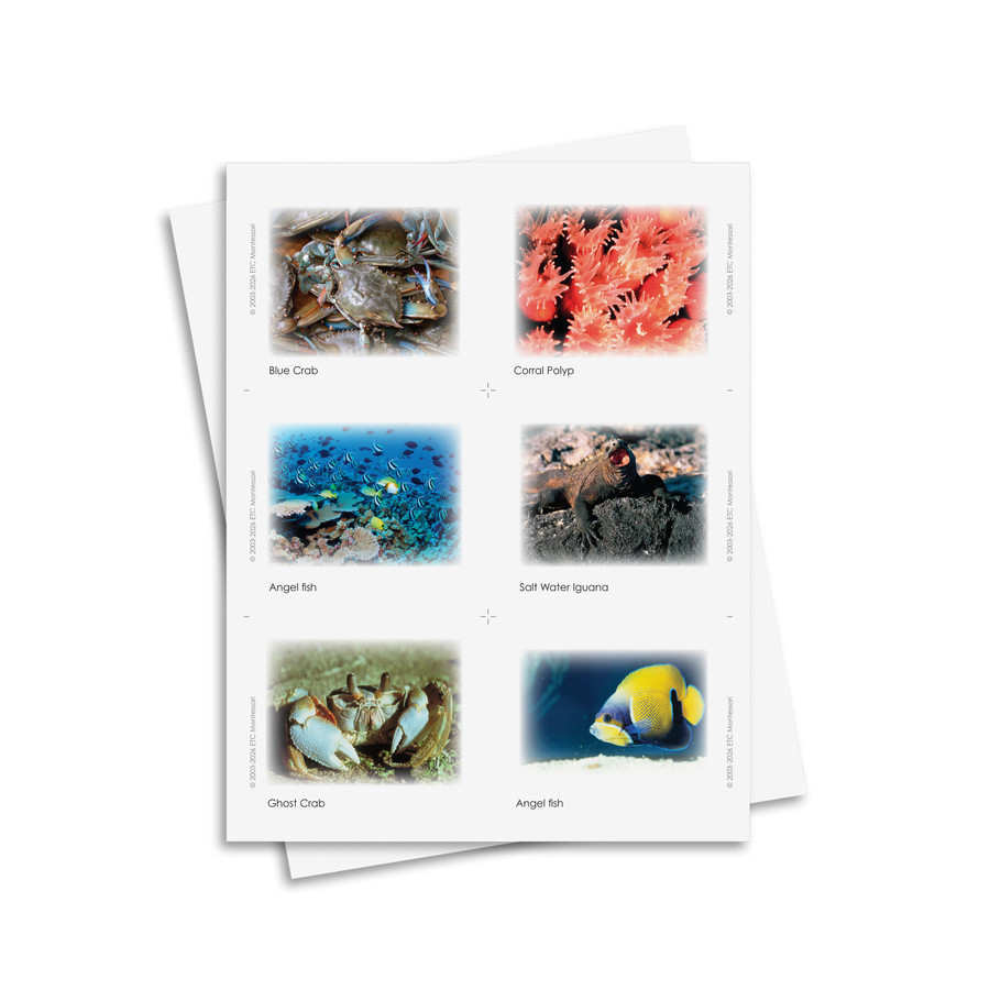 Marine Food Web Set - Digital Printable