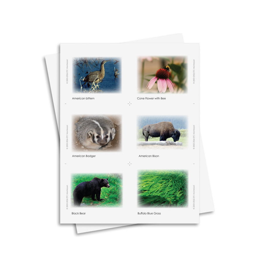 Prairie Food Chain Set - Digital Printable