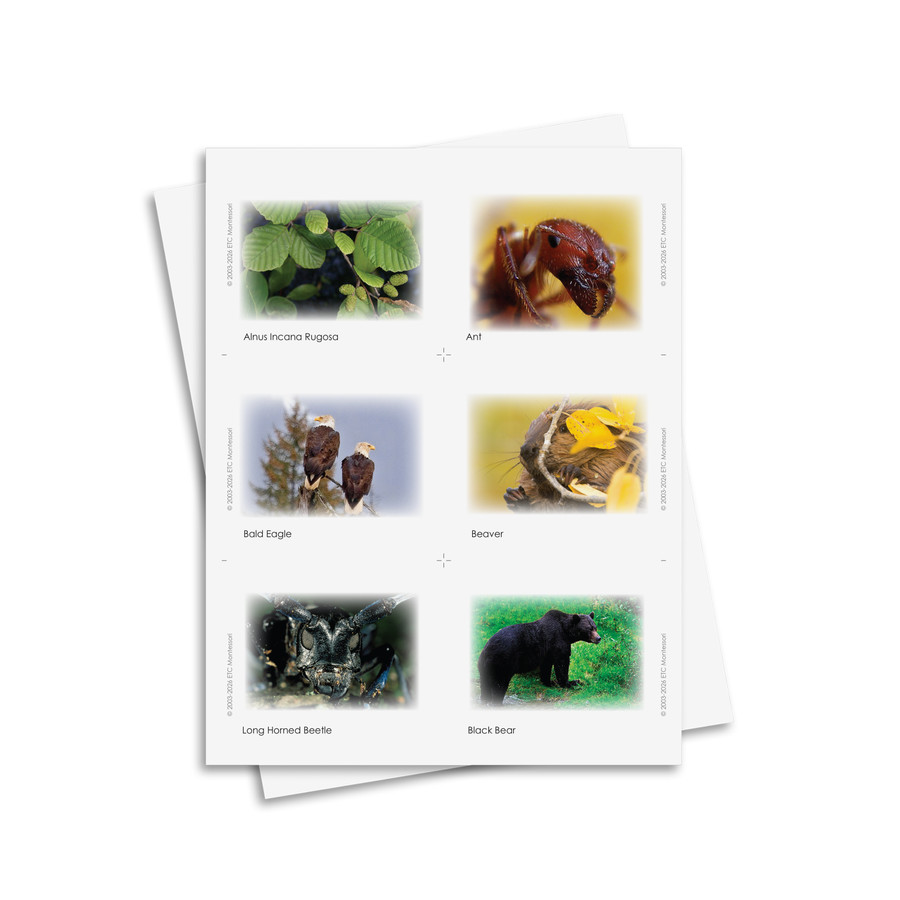 Temperate Forest Food Chain Set - Digital Printable