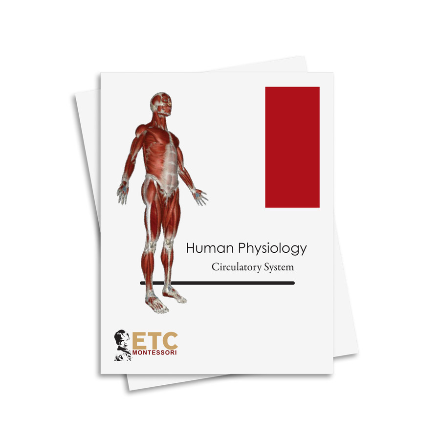 Human Physiology Nomenclature: Circulatory System - Digital Printable