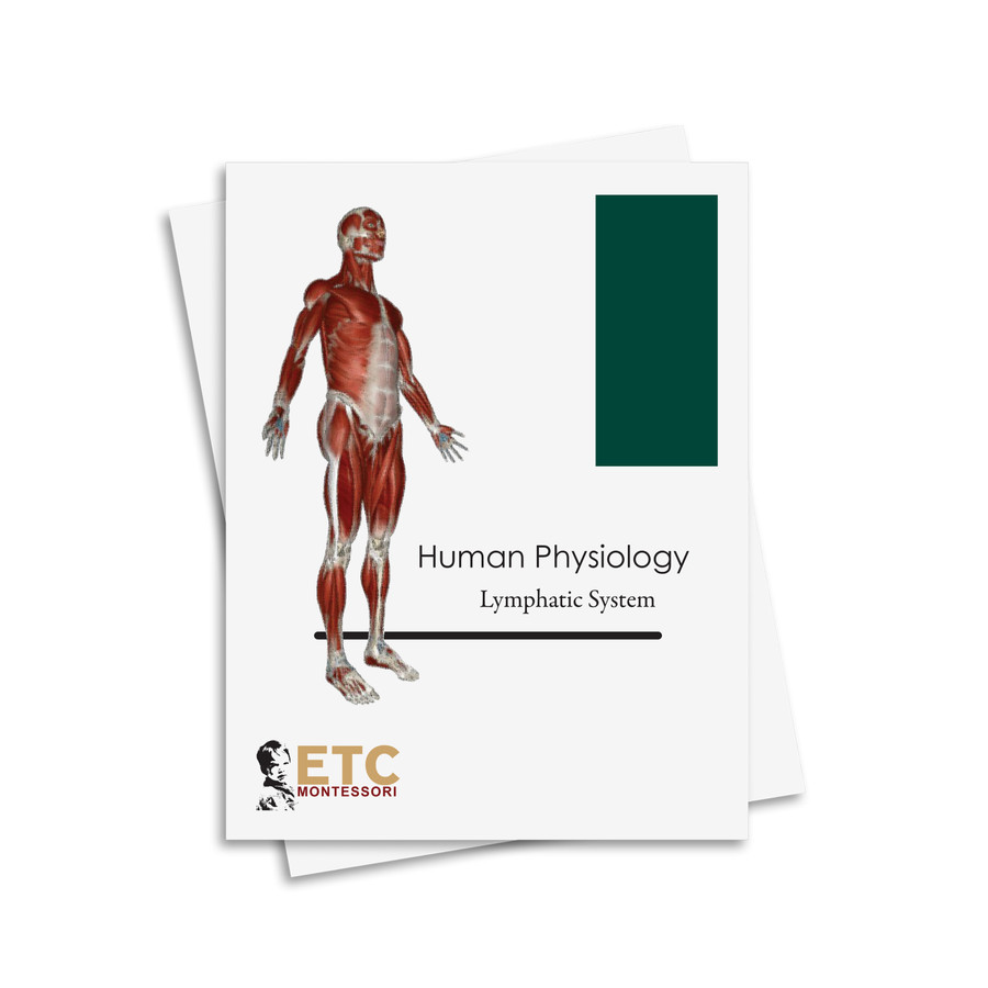 Human Physiology Nomenclature: Lymphatic System - Digital Printable