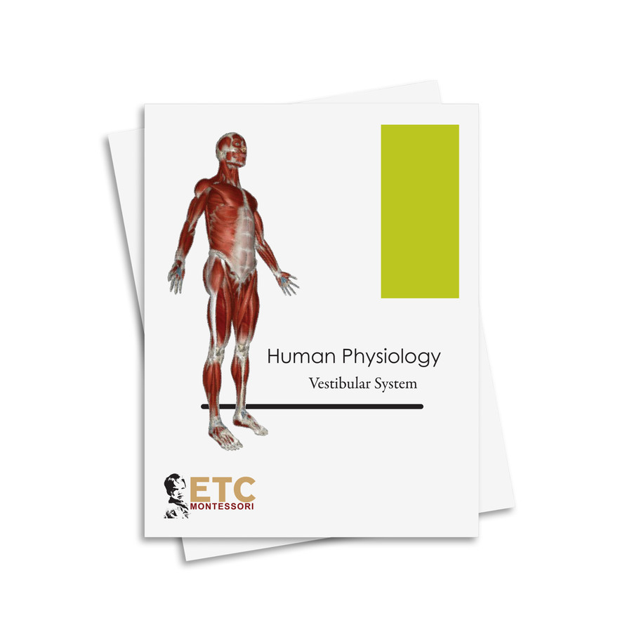 Human Physiology Nomenclature: Vestibular System - Digital Printable