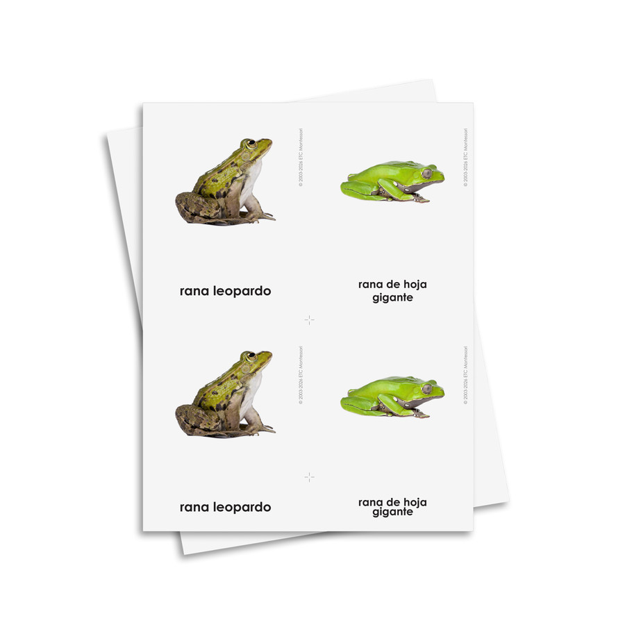 Tarjetas de tres partes de anfibios – Material digital imprimible