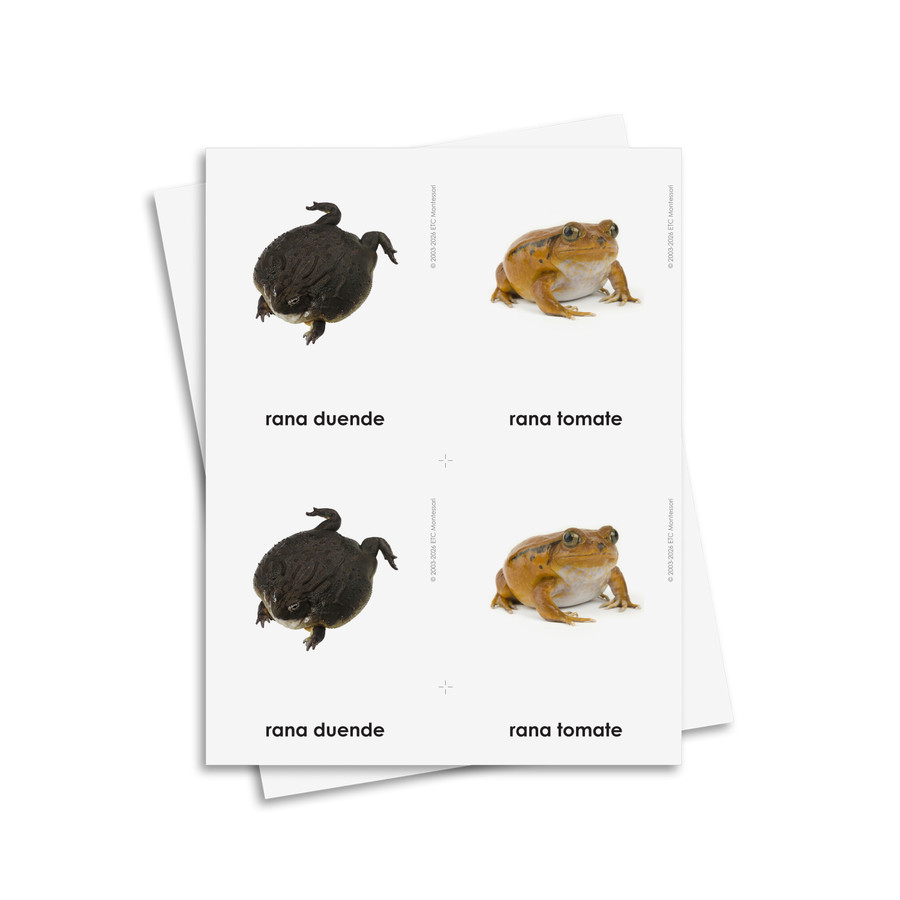 Tarjetas de tres partes de anfibios – Material digital imprimible
