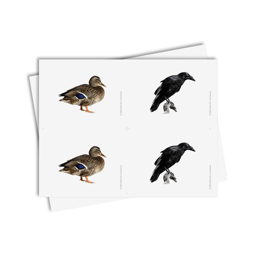 Tarjetas de asociación de aves - material digital imprimible