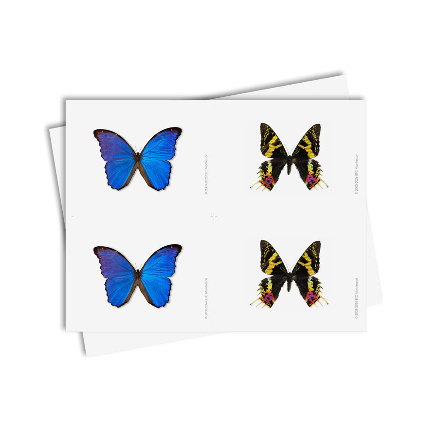 Tarjetas de asociación de mariposas - material digital imprimible