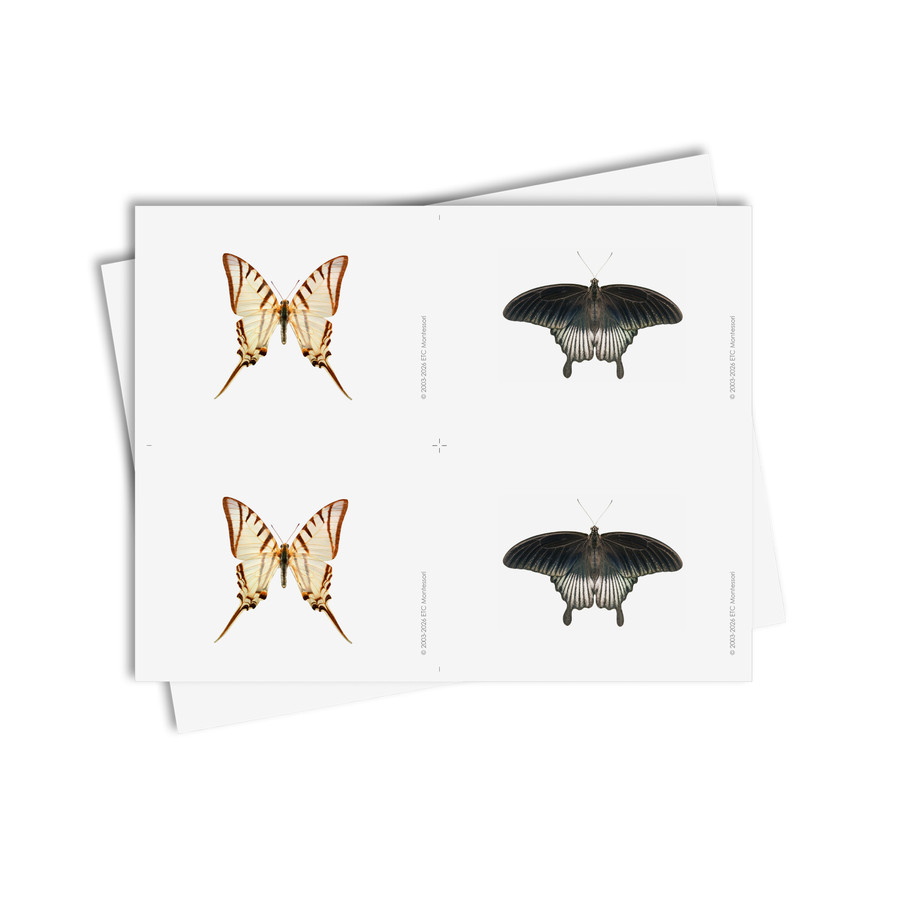 Tarjetas de asociación de mariposas - material digital imprimible