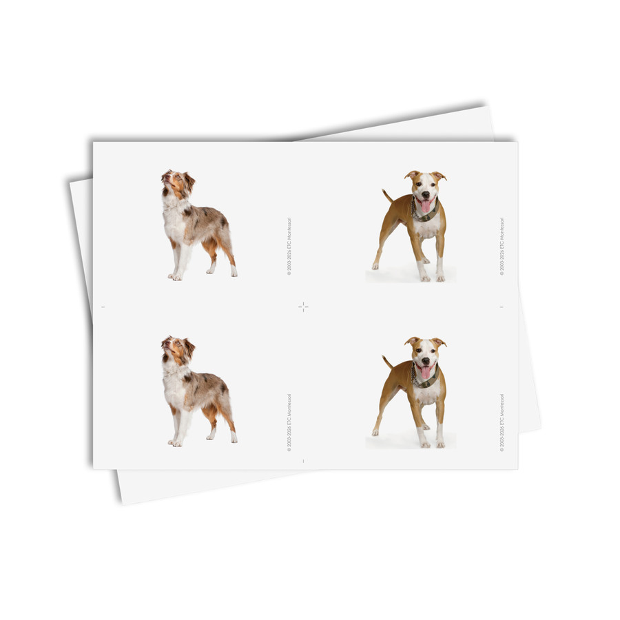 Tarjetas de asociación de perros - material digital imprimible