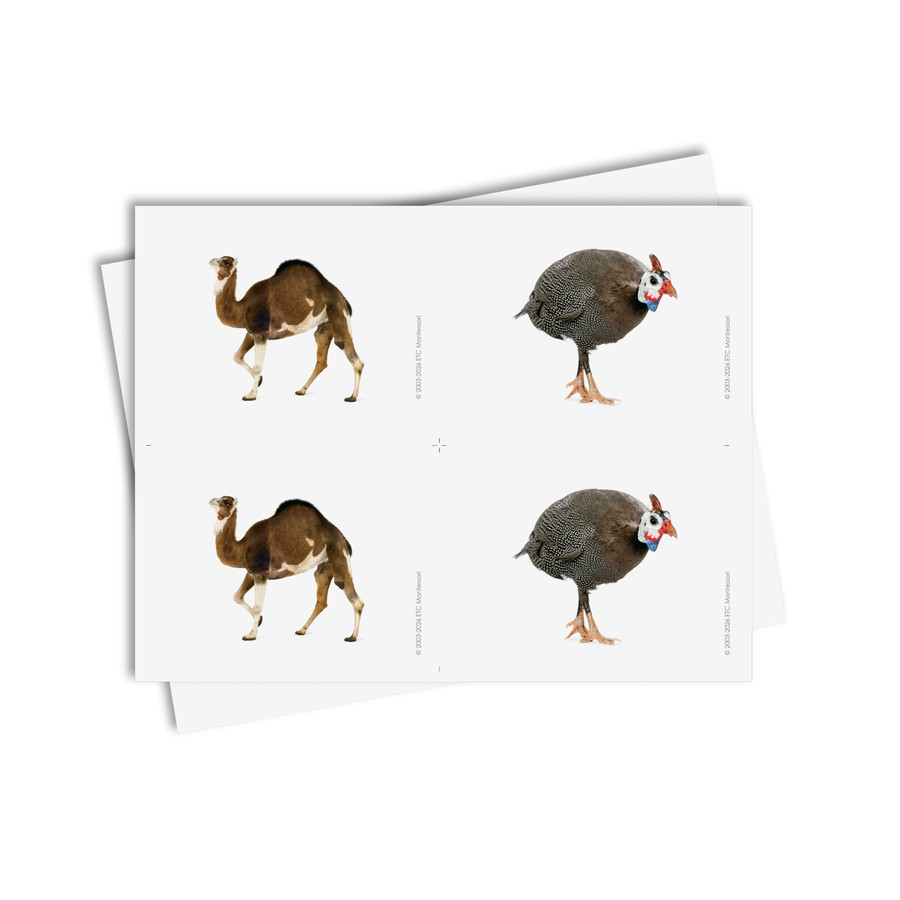 Tarjetas de asociación de animales domésticos - material digital imprimible