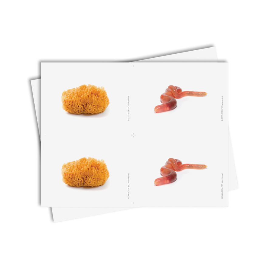 Tarjetas de asociación de invertebrados - material digital imprimible