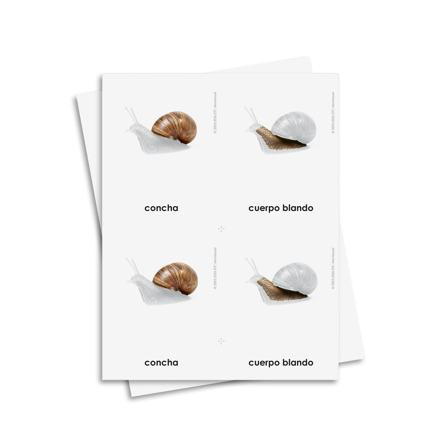 Partes del caracol tarjetas de tres partes - material digital imprimible
