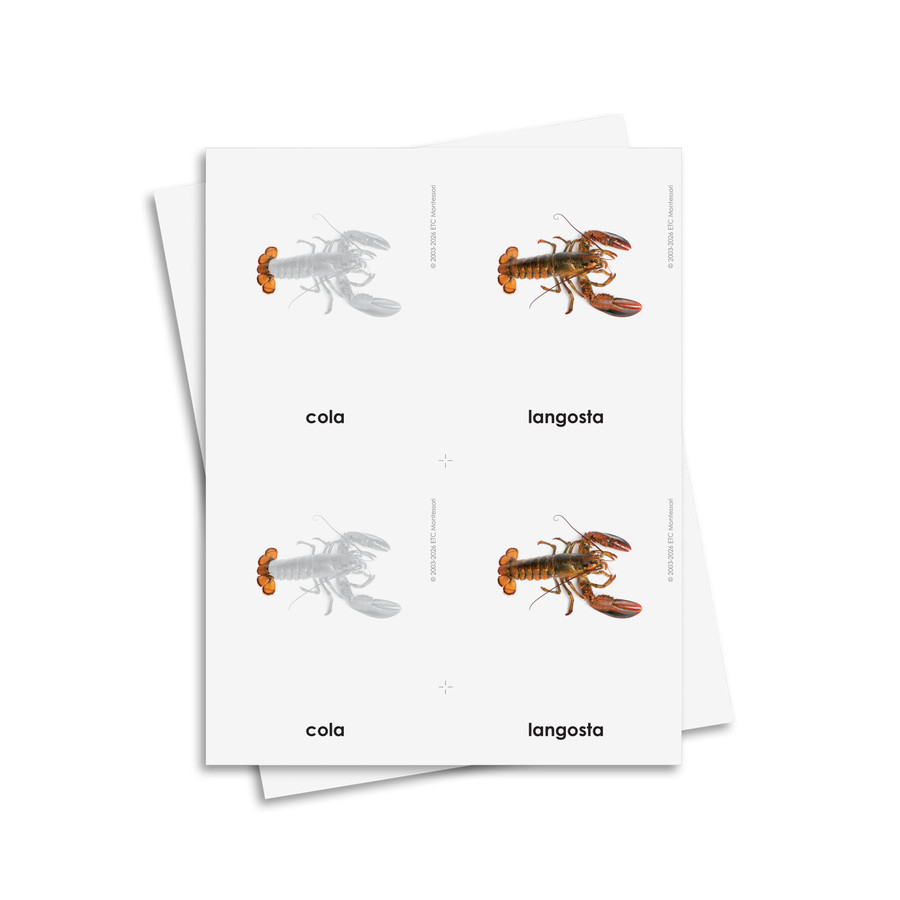 Partes de la langosta tarjetas de tres partes - material digital imprimible