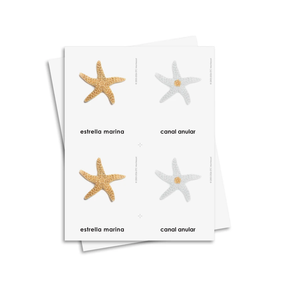 Partes de los equinodermos tarjetas de tres partes - material digital imprimible