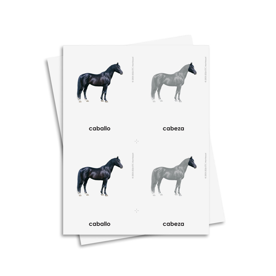 Partes del caballo tarjetas de tres partes - material digital imprimible