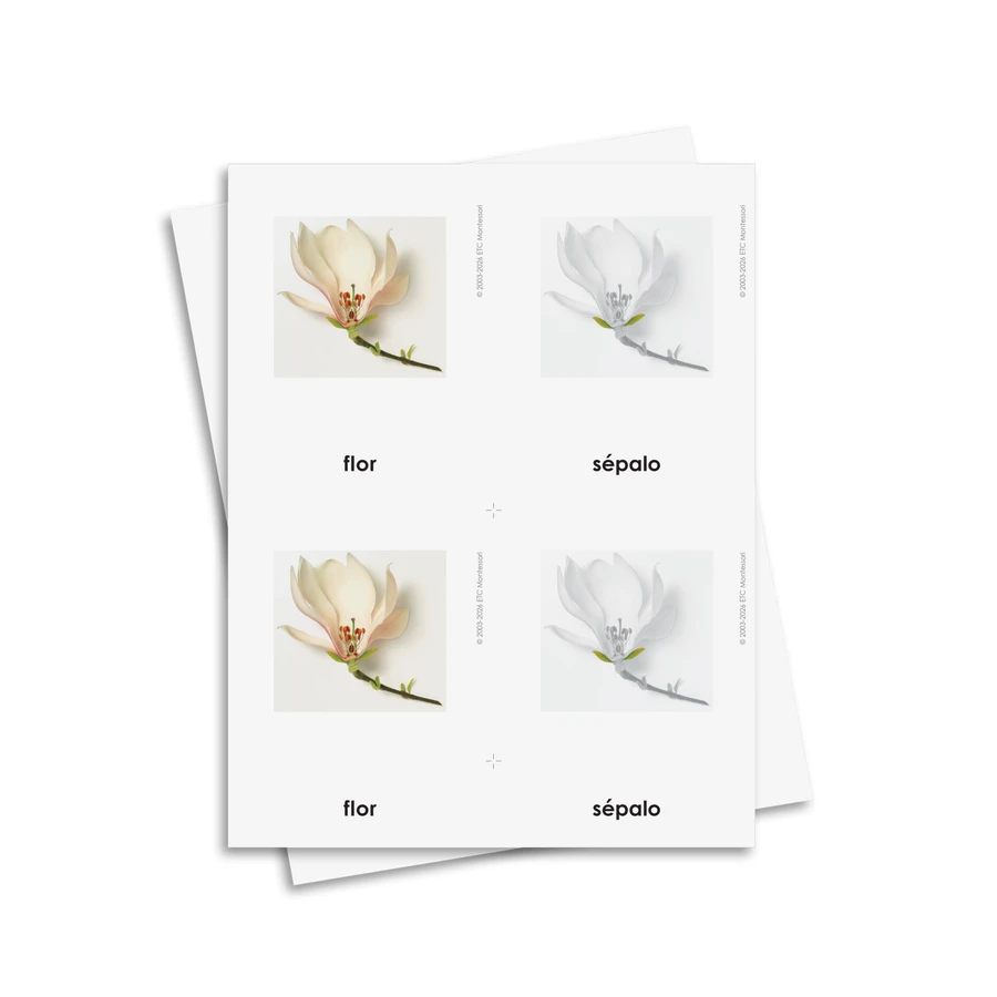 Partes de la flor tarjetas de tres partes - material digital imprimible