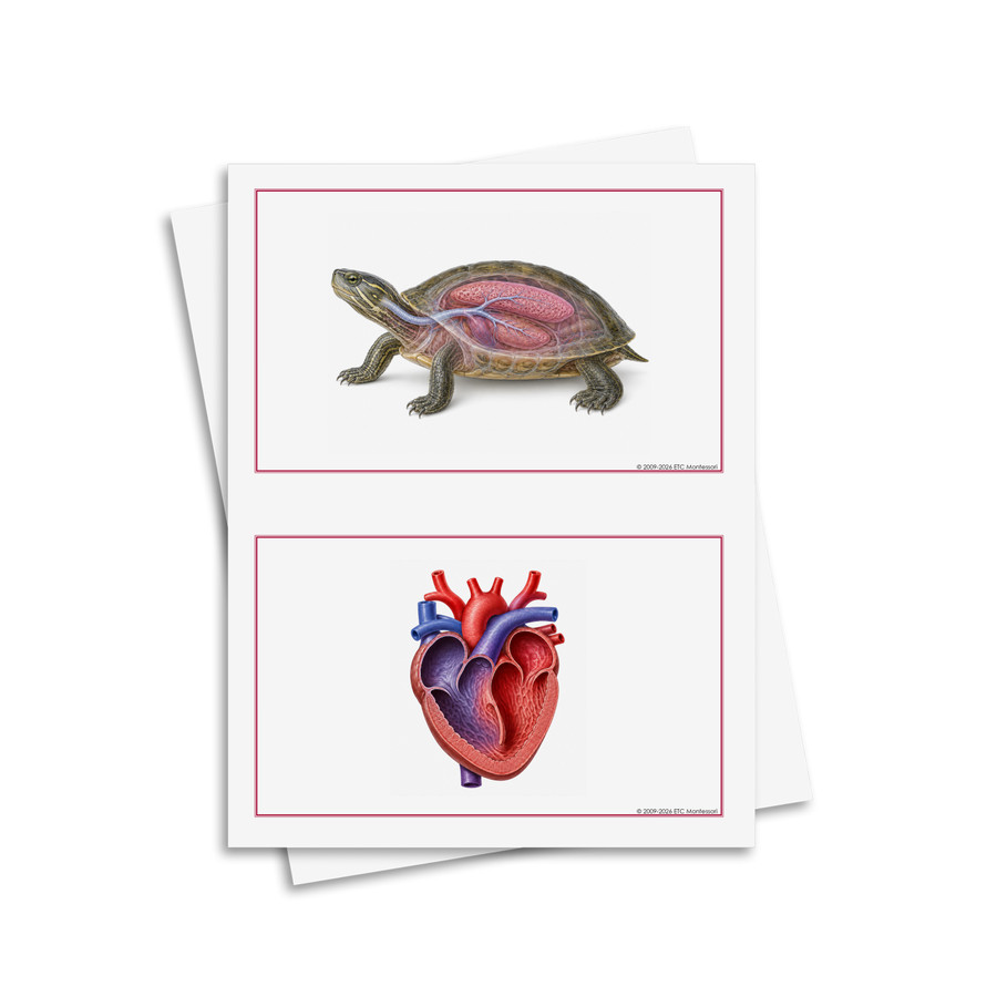 Características principales de las cinco clases de animales - material digital imprimible