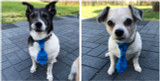 Learn a New Skill - Dog Bow Ties