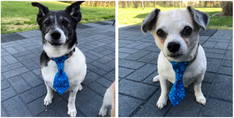 Learn a New Skill - Dog Bow Ties