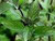 Spearmint Essential Oil 15 ML