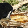 Avery Field Corn Decoy One Dozen 12 Pack 71512