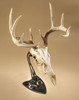 Skull Hooker Realtree Table Hooker Trophy Mount For Antlers - Graphite BLK