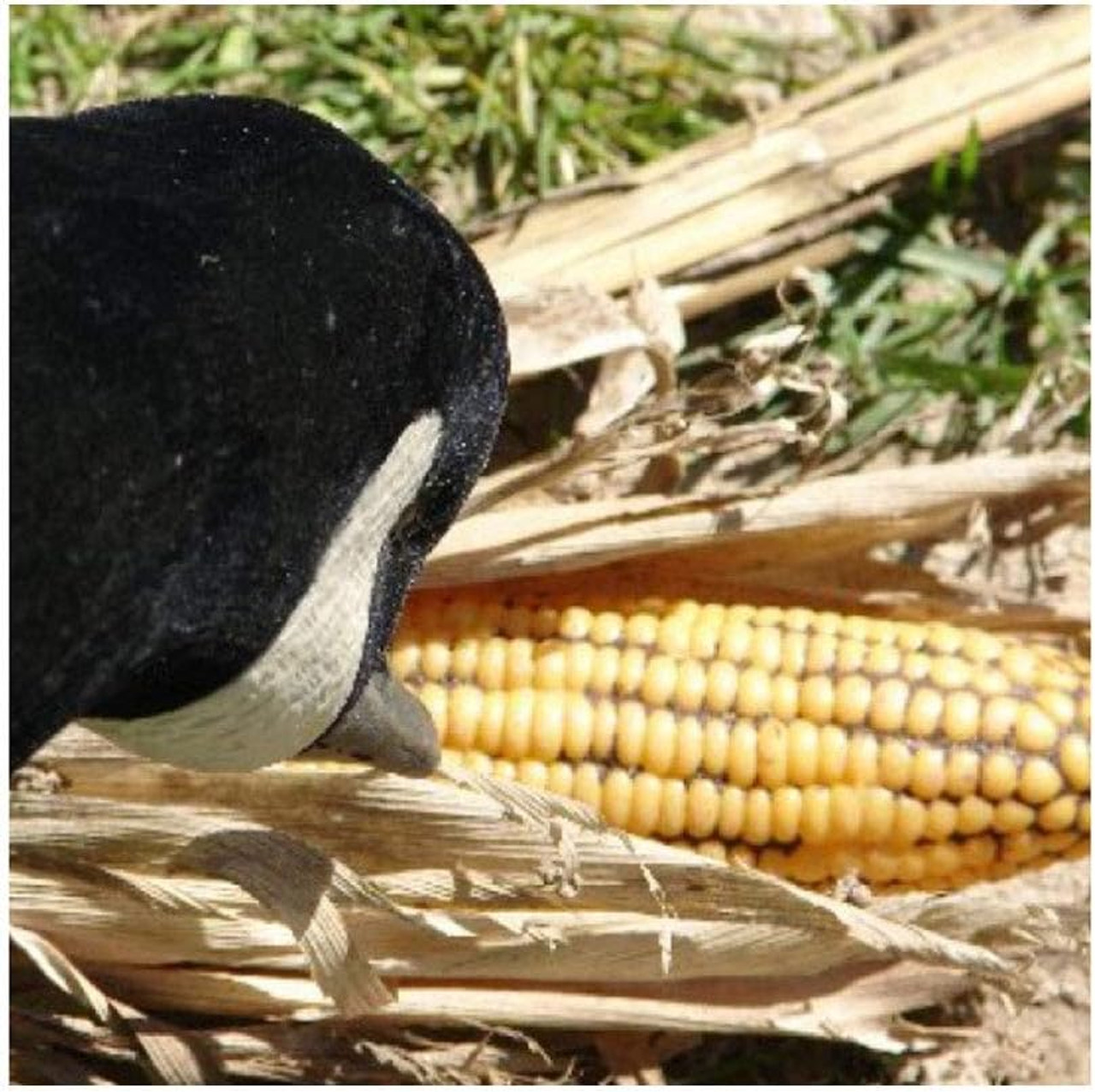 Avery Field Corn Decoy One Dozen 12 Pack 71512